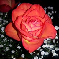 Janie Rose Photo 15