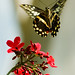 Judy Shields Photo 32