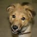 Sharon Shepherd Photo 45