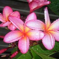 Denise Landers Photo 13