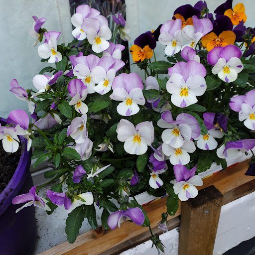 Angel Cheung Photo 6