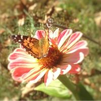 Loretta Smith Photo 39