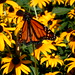 Susan Cox Photo 41