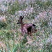 Robert Deer Photo 6