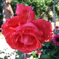 Judy Chapman Photo 9