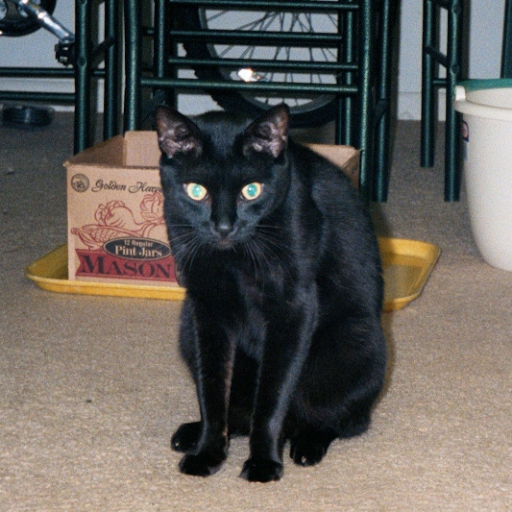 Mark Ramsey Photo 11