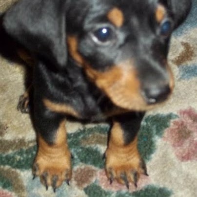 Shelley Smith Photo 21