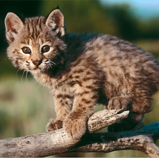 Samantha Kemp Photo 17