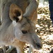 Alma Gray Photo 27