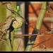 Robin Smallwood Photo 27