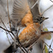 Robin Kramer Photo 26