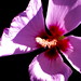 Sharon Sharp Photo 5