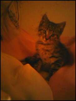 Gillian Clark Photo 38