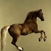 George Stubbs Photo 16