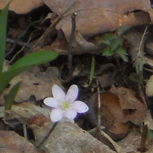 Linda Ashcraft Photo 16