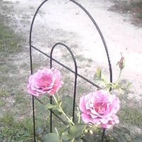Colleen Mcmillan Photo 11
