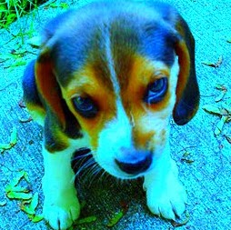 Danny Patrick Photo 10