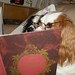 Rufus Simpson Photo 13
