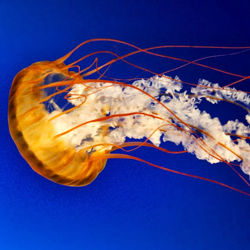 Agnes Antony Photo 4