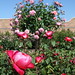 David Rose Photo 9