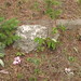 Alice Ault Photo 5