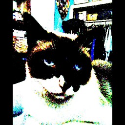 Karen O'Donoghue Photo 1