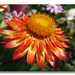 Nancy Bright Photo 42