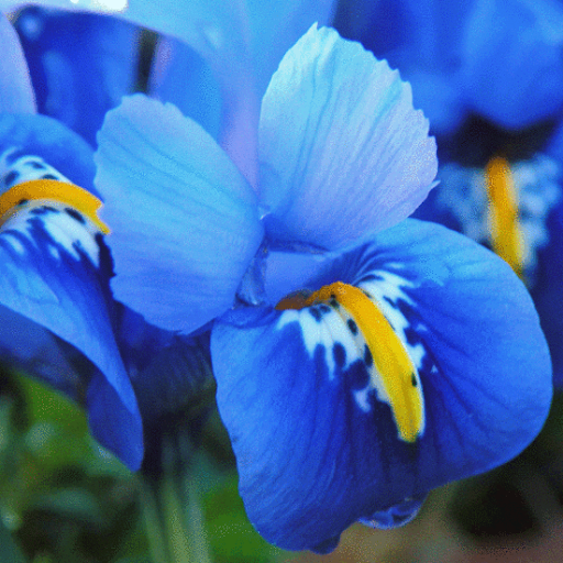 Kristen Churchill Photo 4