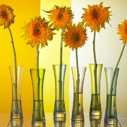 Dana Bartlett Photo 4