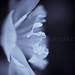 Katherine Wing Photo 14
