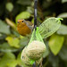 Robin Ball Photo 34