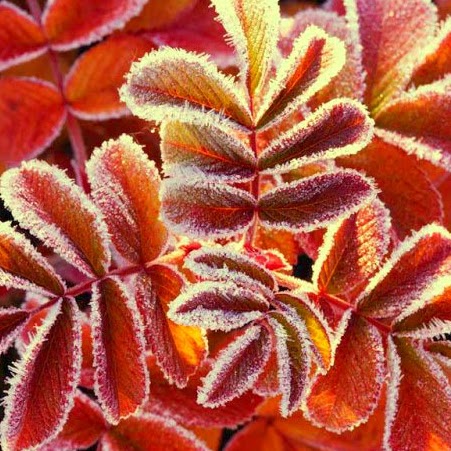 Alexis Walker Photo 18