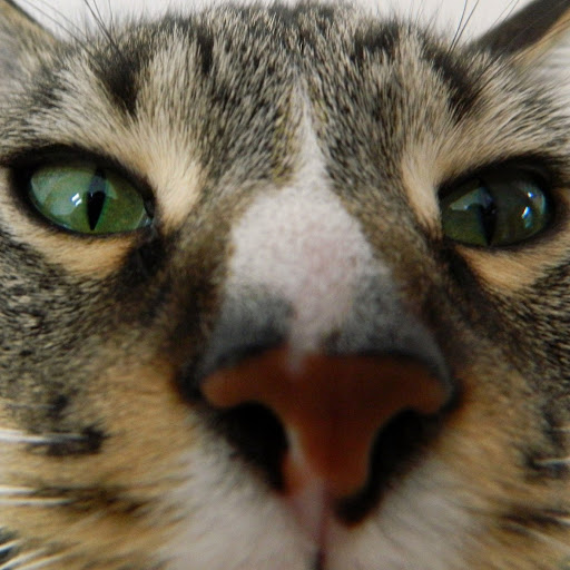 Thomas Swanson Photo 35