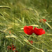 Suzanne Wheat Photo 6