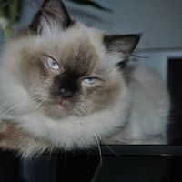 Cheryll Doyle Photo 3