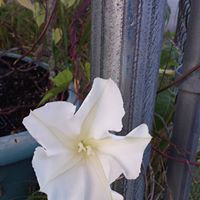 Beatrice Warren Photo 6