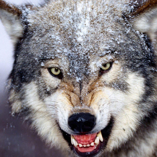 Aaron Gross Photo 34