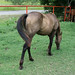 Gayle Meade Photo 18