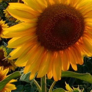 Anna Mummert Photo 6