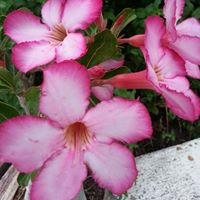 Angela Salas Photo 36