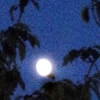 Susie Wheeler Photo 12