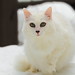 Gina Snow Photo 22