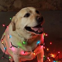 Traci Welch Photo 24