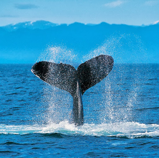 Jenny Leblanc Photo 11