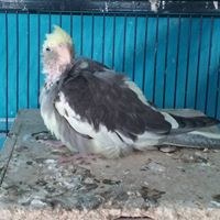 Karen Archibald Photo 18