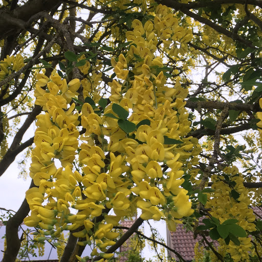 Natalie Harvey Photo 38