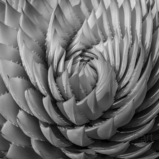 Keith David Photo 50