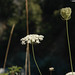 Anne Smith Photo 43