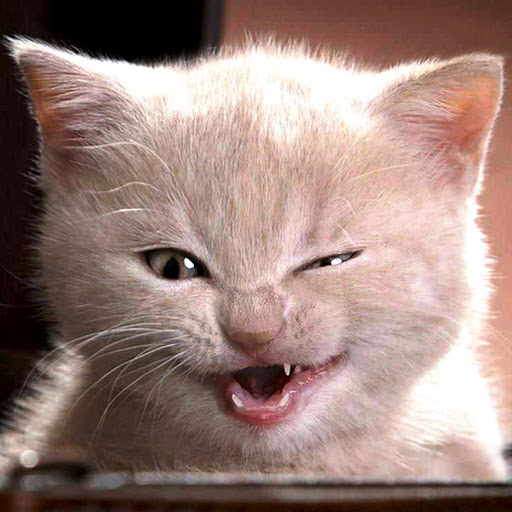 Steve Barton Photo 35 Steve Barton Photo 35