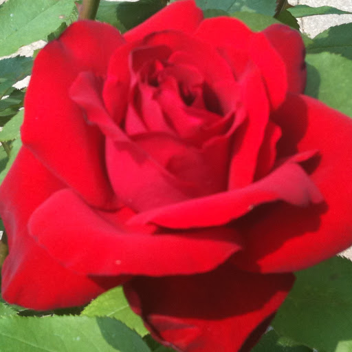 Cheri Rose Photo 2